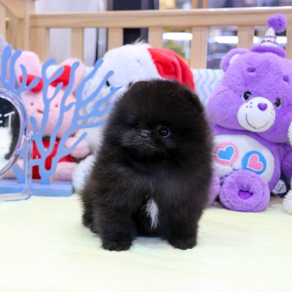 Pomeranian puppy for rehoming