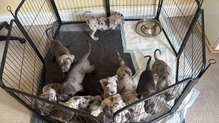 Cane Corso Puppies For Sale Near Me