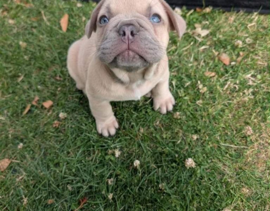 French Bull Dog Puppy for sale