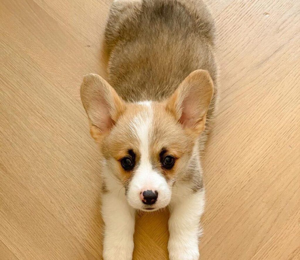 Corgi Puppy For Adoption Near Me