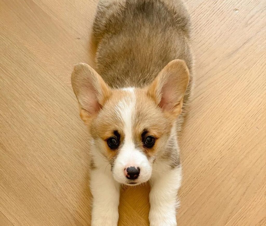 Benny female11 Corgi Puppy For Adoption Near Me