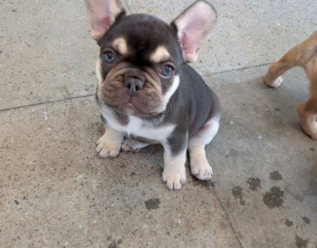 French Bull Dog Puppy for sale