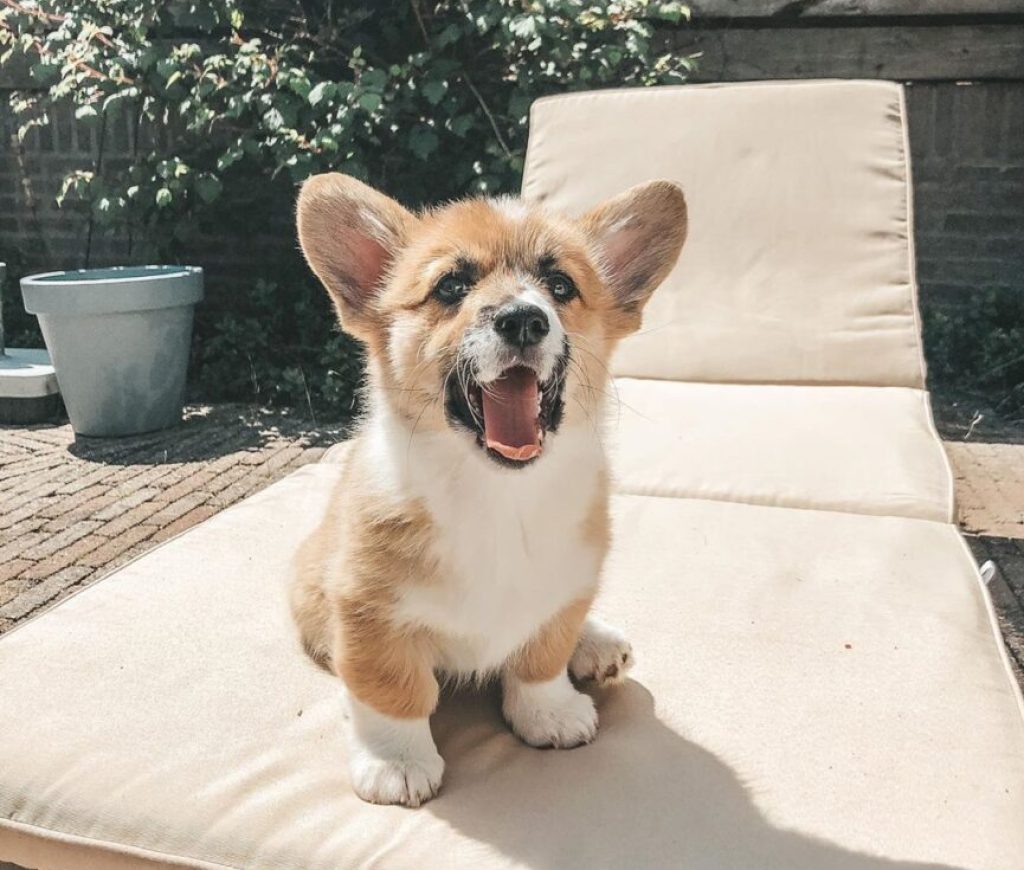 Corgi Puppies for Rehoming And Adoption