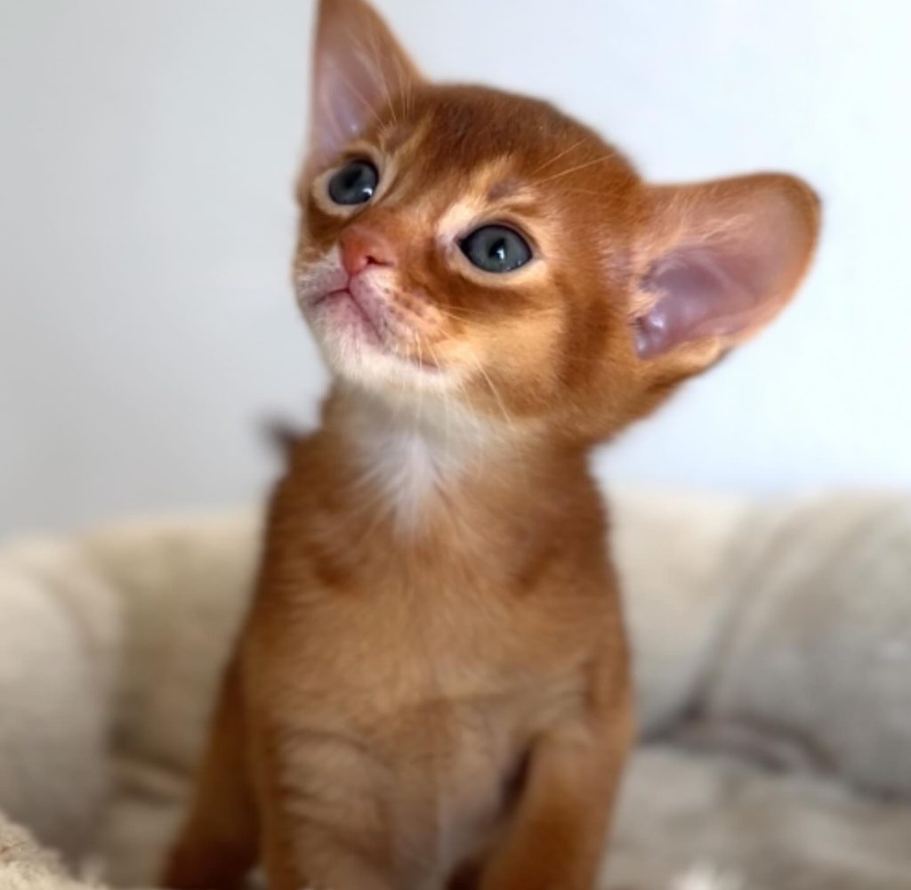 pets for adoption near me