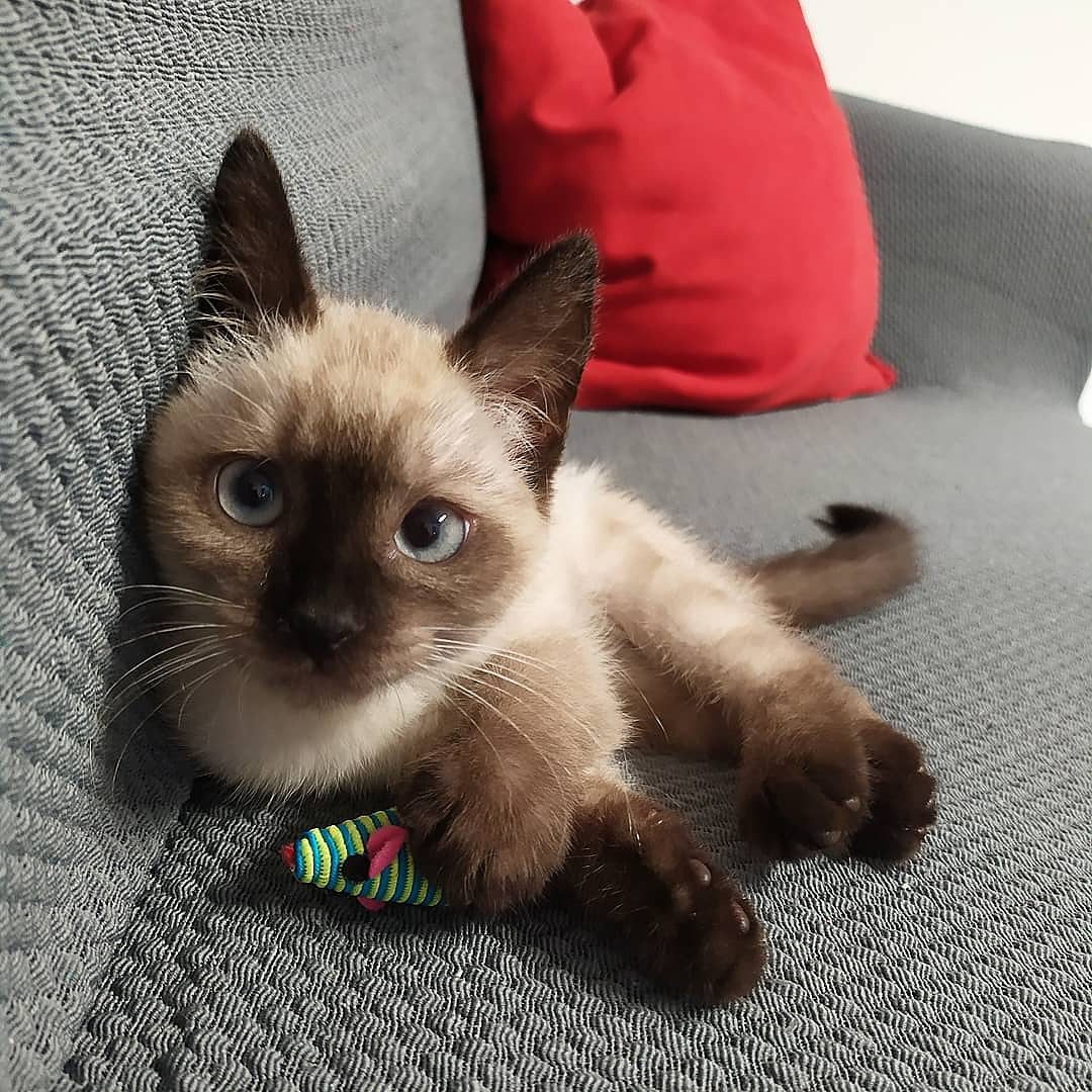 Siamese Kittens for sale and adoption in usa Siamese Kittens for sale and adoption in usa