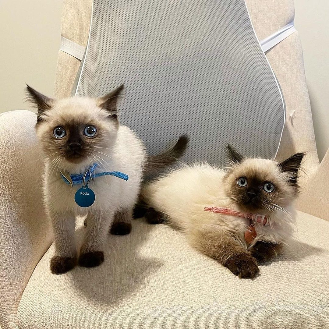Siamese Kittens for Adoption Siamese Kittens for Adoption