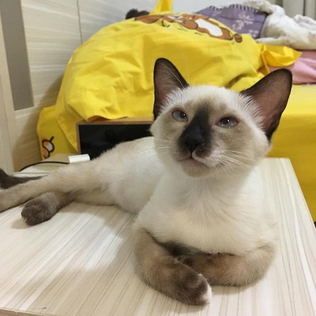 Matsu female (1)-ig-square-1080-1080 Siamese Kittens for sale and adoption in usa