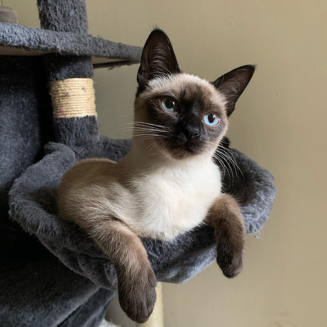 Siamese Kittens for sale and adoption in usa Siamese Kittens for sale and adoption in usa