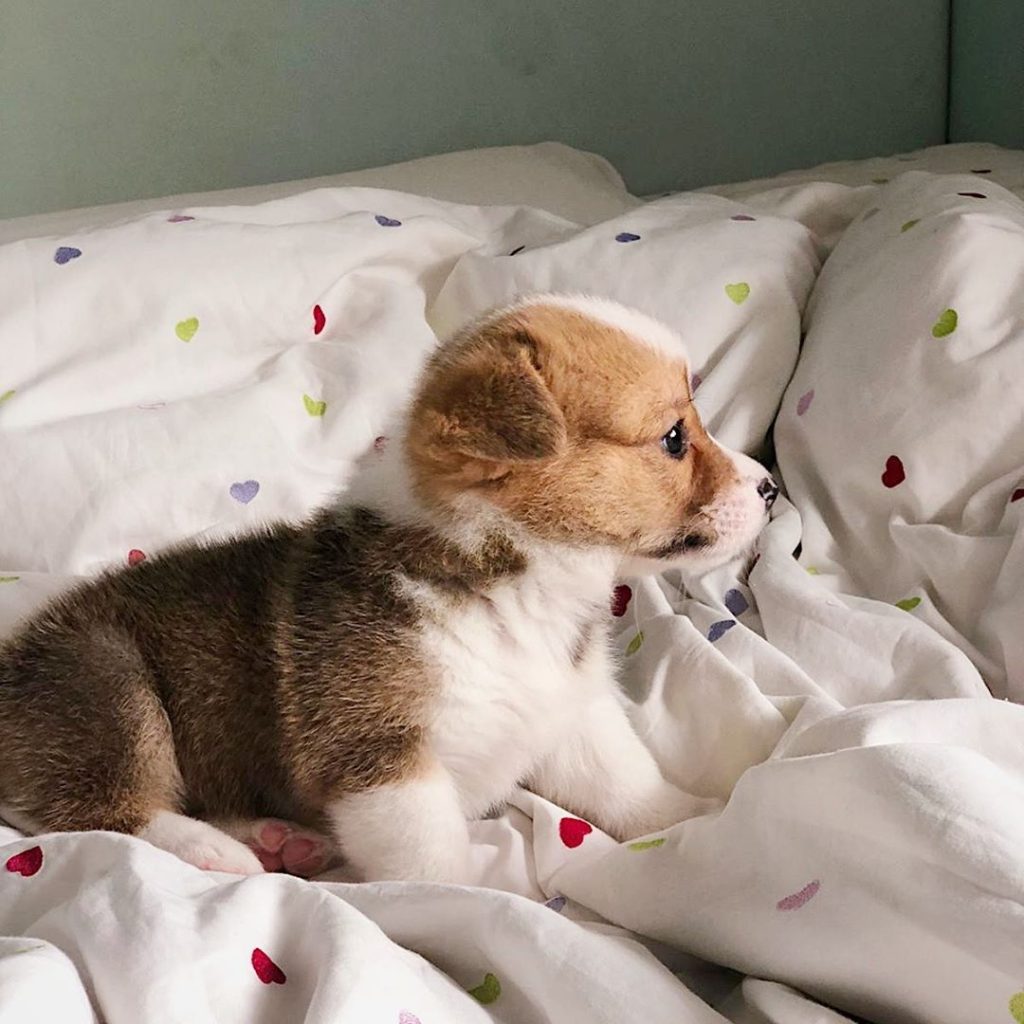 Corgi Male Puppy Near Me for Sale