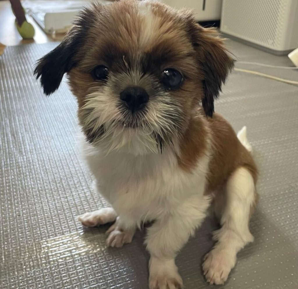 Shih Tzu Puppies For Sale Near Me