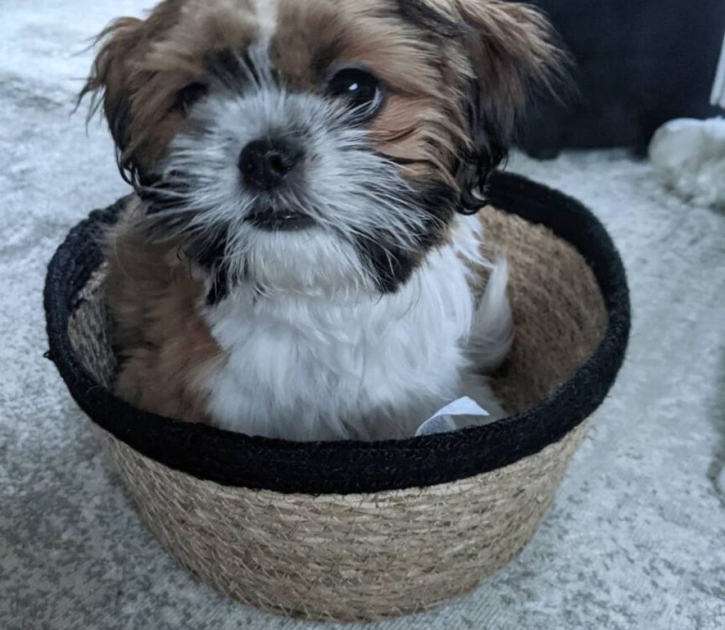 Shihtzu puppies for sale Near Me