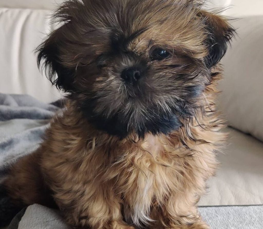 Shihtzu puppy Near Me