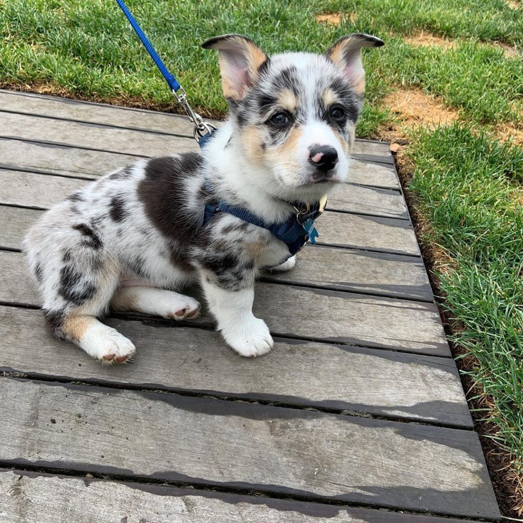 Corgi Breeder Near Me