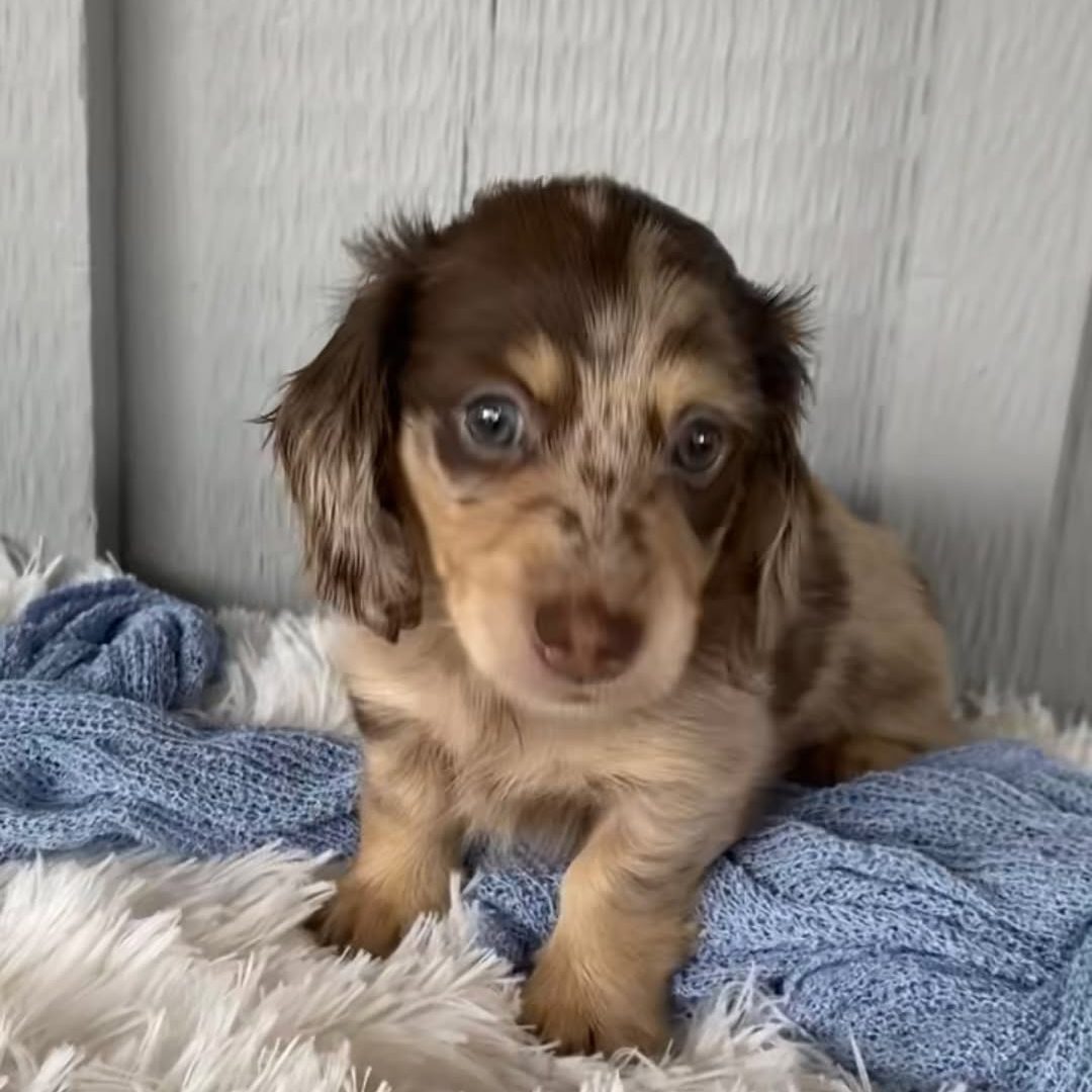 pig Dachshund puppies for Adoption Near Me