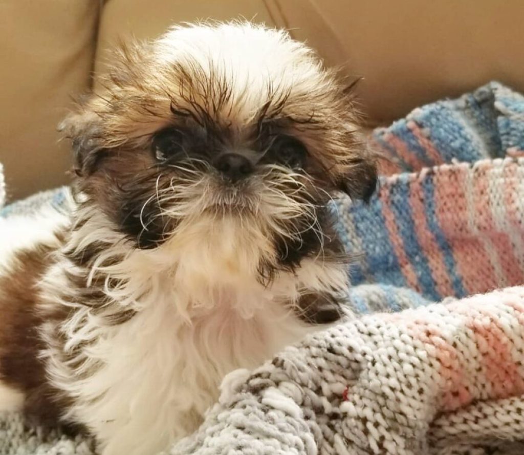 shihtzu puppy near me